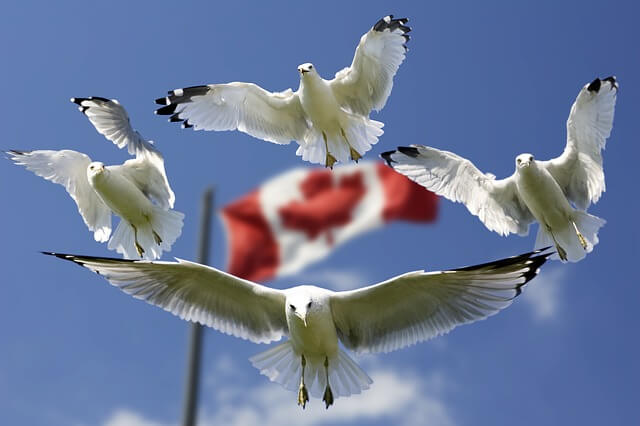 Bank of Canada Flagge Möwe