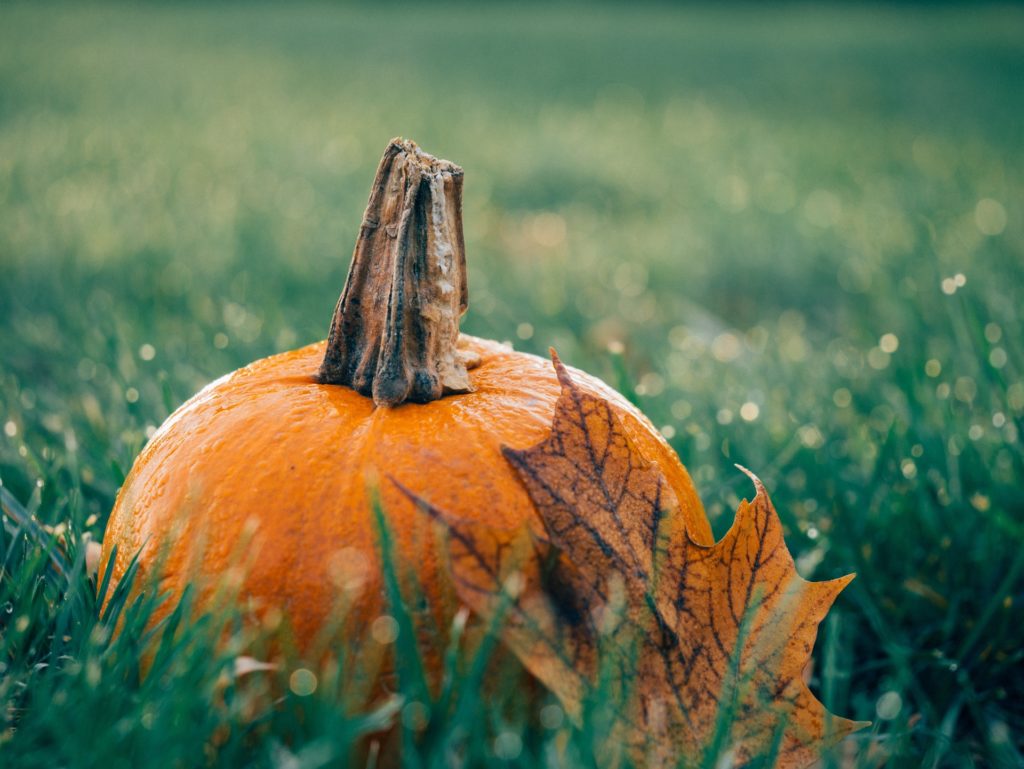 Saisonales Trading Oktober Kürbis
