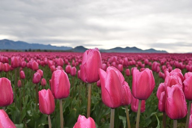 tulips-4300502_640